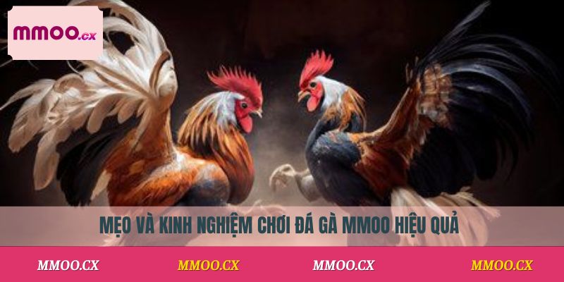 Mẹo và kinh nghiệm chơi đá gà MMOO hiệu quả
