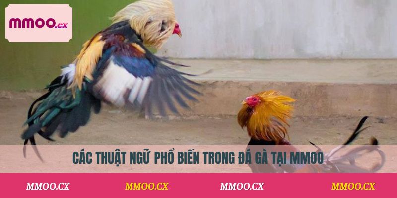 Thuật Ngữ Đá Gà