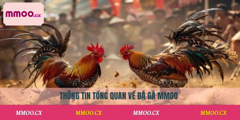 Thông tin tổng quan về đá gà MMOO